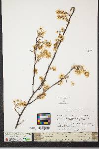 Amelanchier canadensis image