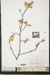 Amelanchier canadensis image