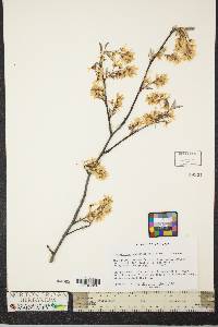 Amelanchier canadensis image