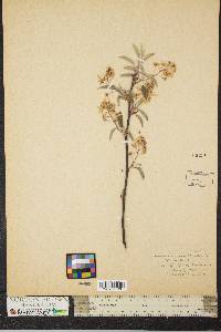 Amelanchier canadensis image