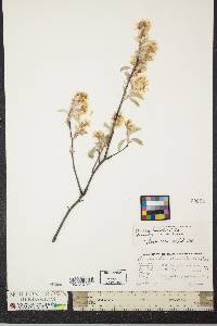 Amelanchier canadensis image