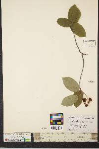 Amelanchier canadensis image