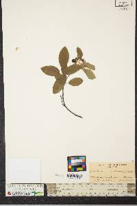 Amelanchier canadensis image