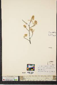 Amelanchier canadensis image