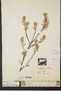 Amelanchier canadensis image