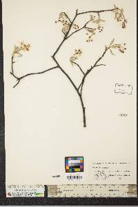 Amelanchier canadensis image