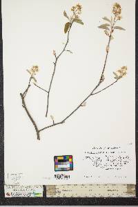 Amelanchier canadensis image