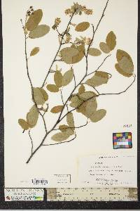 Amelanchier canadensis image