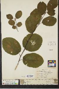 Amelanchier canadensis image