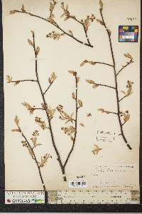 Amelanchier canadensis image