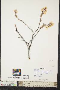 Amelanchier laevis image