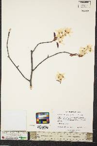 Amelanchier laevis image