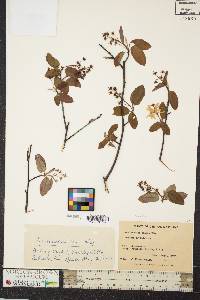 Amelanchier laevis image