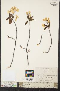 Amelanchier laevis image