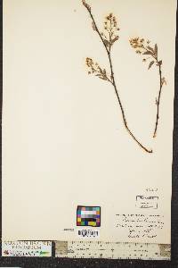 Amelanchier laevis image