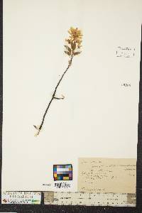 Amelanchier laevis image