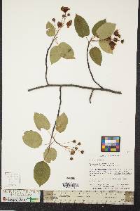 Amelanchier laevis image