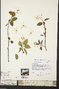 Amelanchier laevis image