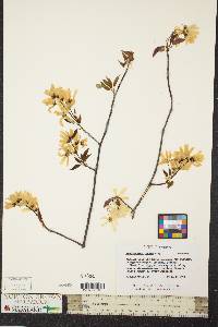 Amelanchier laevis image