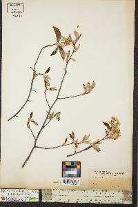 Amelanchier oblongifolia image