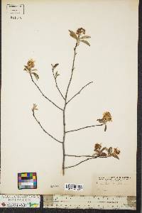 Amelanchier oblongifolia image