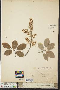 Amelanchier oblongifolia image