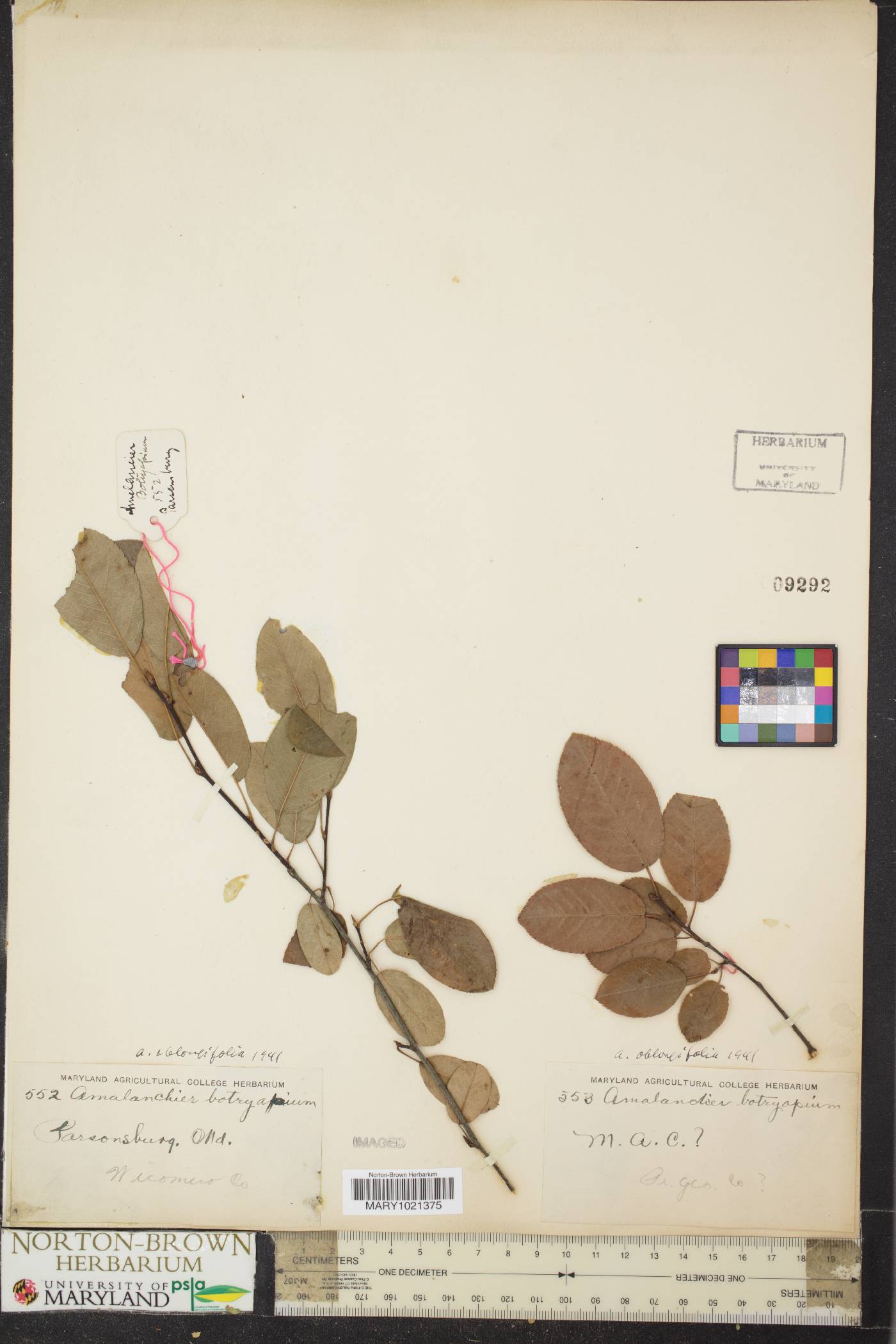 Amelanchier oblongifolia image