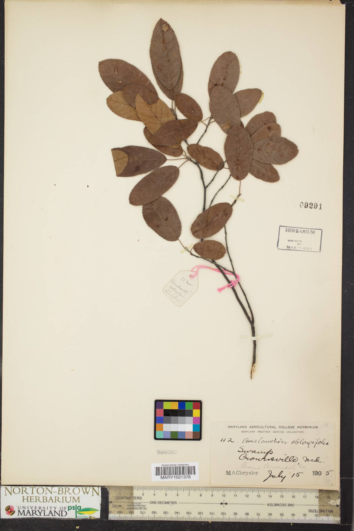 Amelanchier oblongifolia image