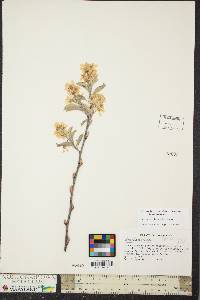 Amelanchier obovalis image