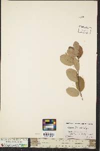 Amelanchier stolonifera image