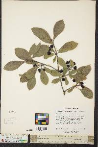 Aronia melanocarpa image