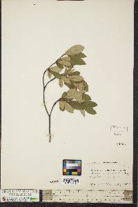 Aronia melanocarpa image