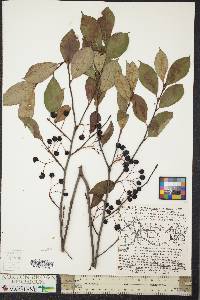 Aronia melanocarpa image