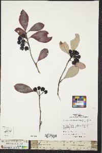 Aronia × prunifolia image