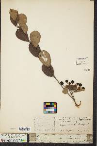 Aronia nigra image