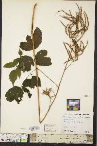 Aruncus dioicus image