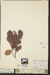 Pseudocydonia sinensis image