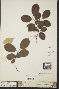 Chaenomeles sinensis image