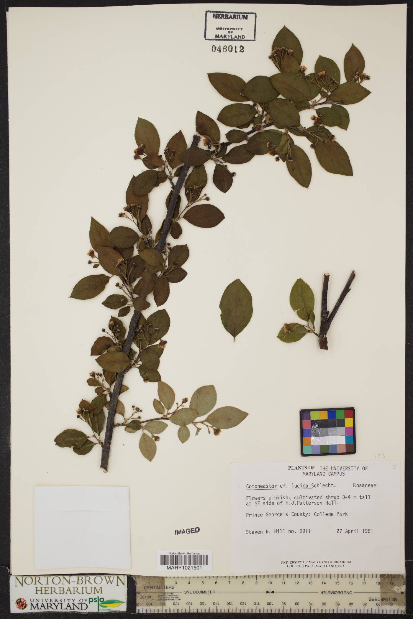 Cotoneaster acutifolius var. lucidus image