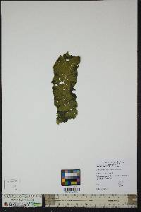 Image of Petalonia fascia