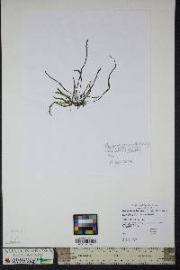 Image of Melanosiphon intestinalis