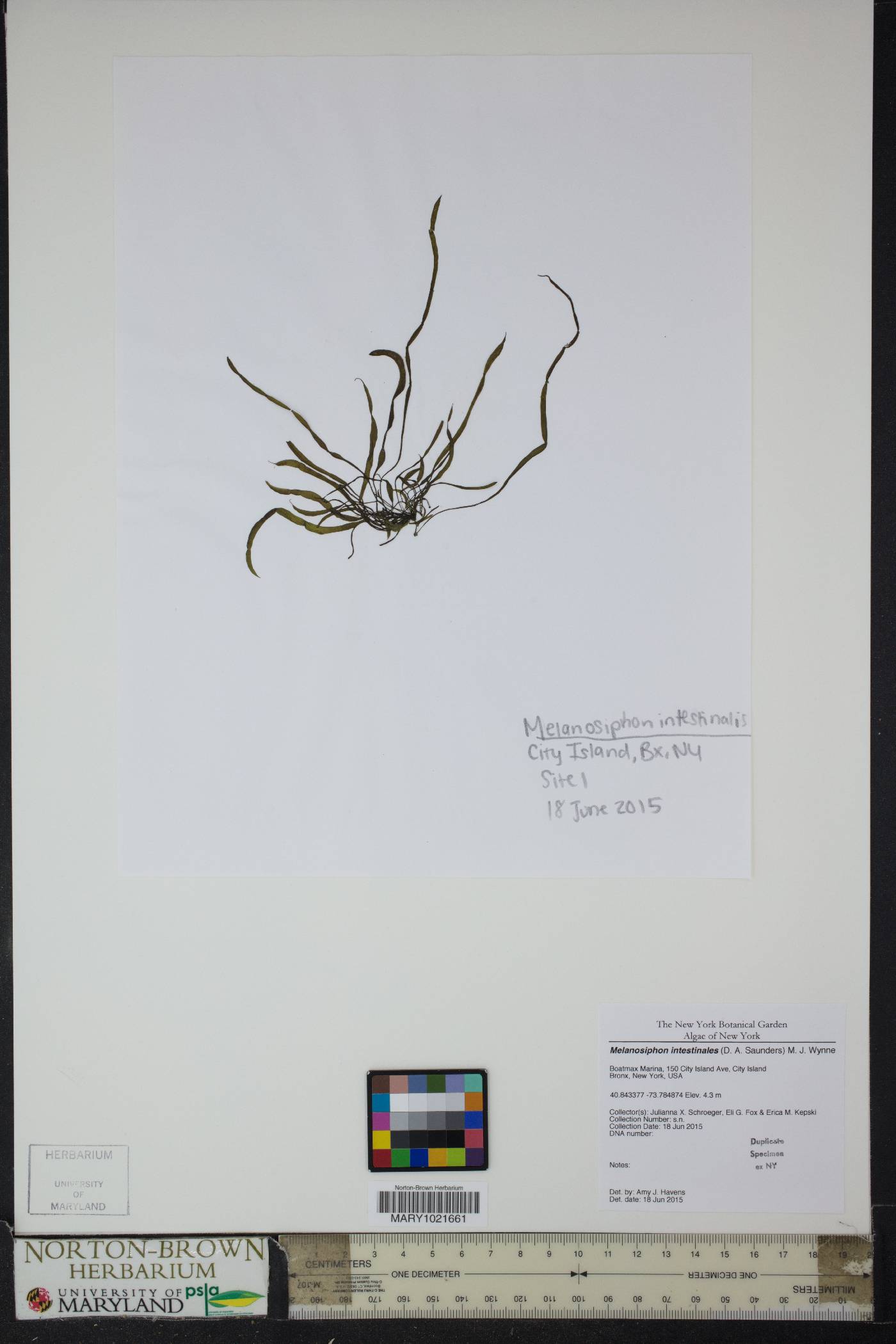 Scytosiphonaceae image
