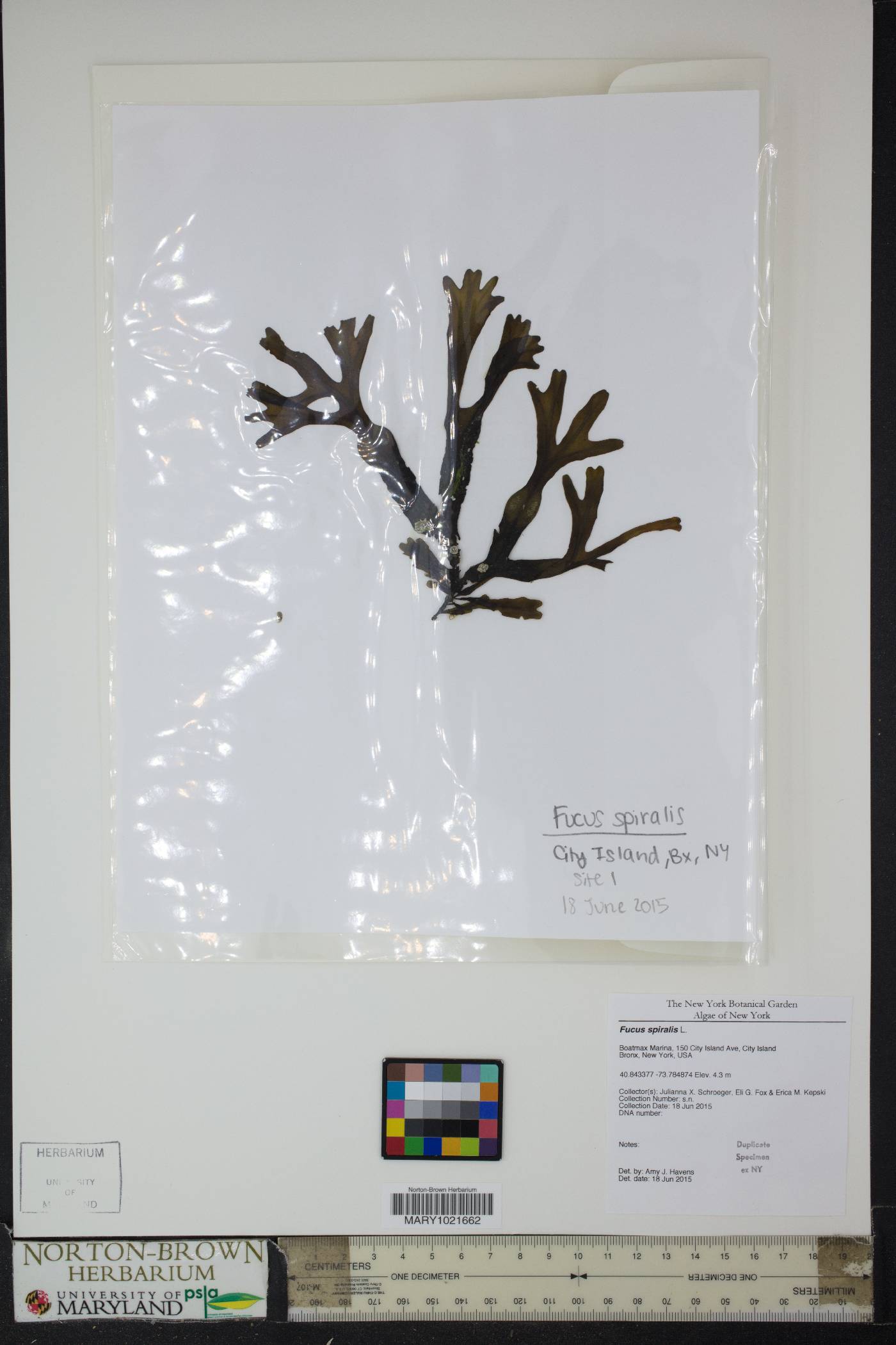 Fucus spiralis image