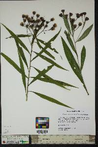 Vernonia noveboracensis image