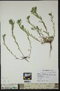 Buglossoides arvensis image