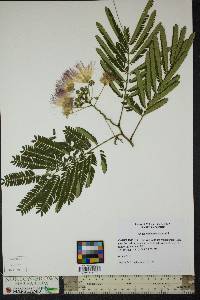 Albizia julibrissin image