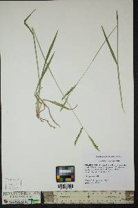 Paspalum dilatatum image