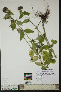 Clinopodium vulgare image