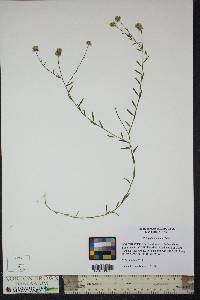 Polygala mariana image