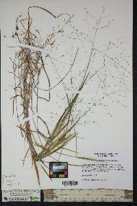 Kellochloa verrucosa image